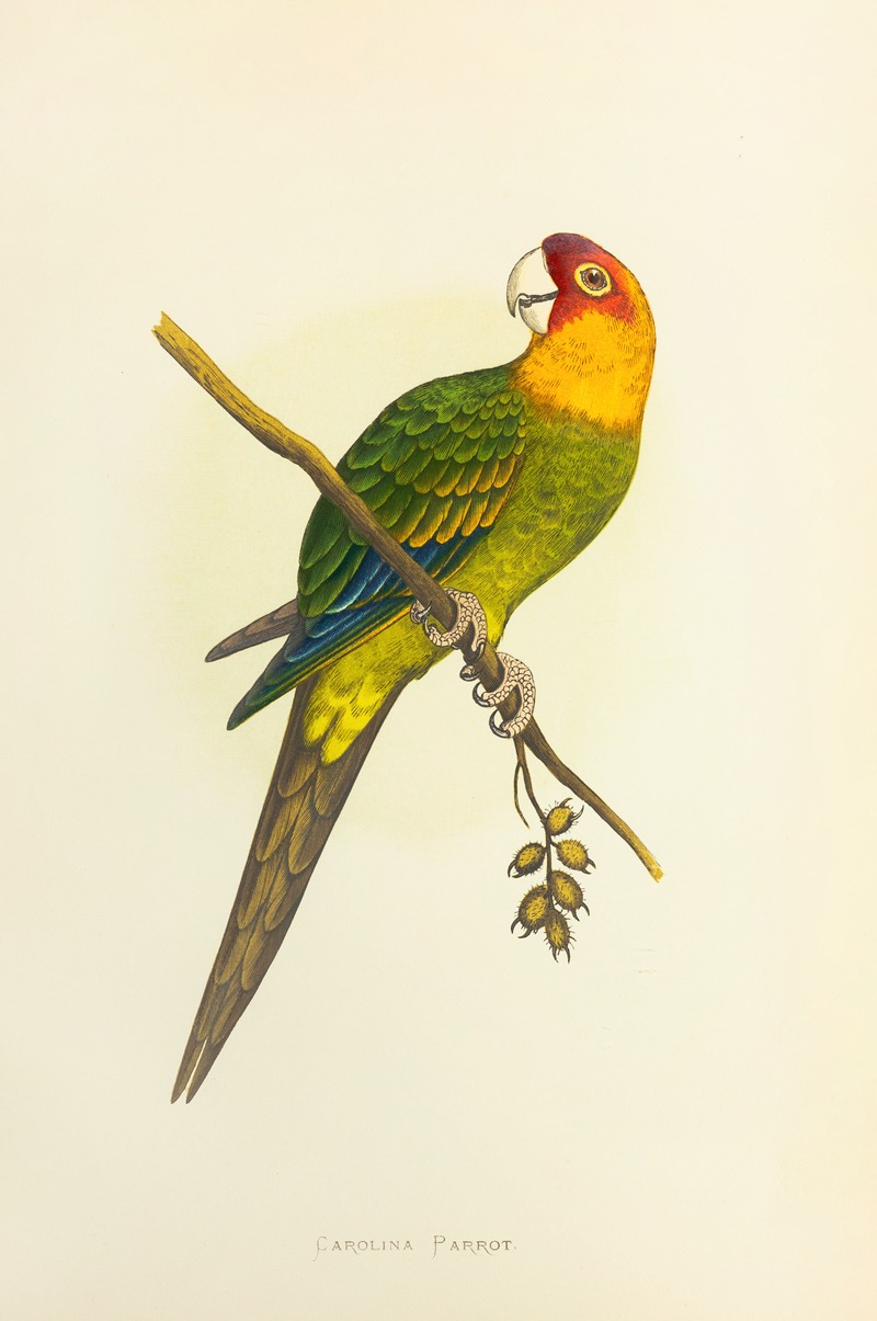 Alexander Francis Lydon - Carolina Parrot, or Conure