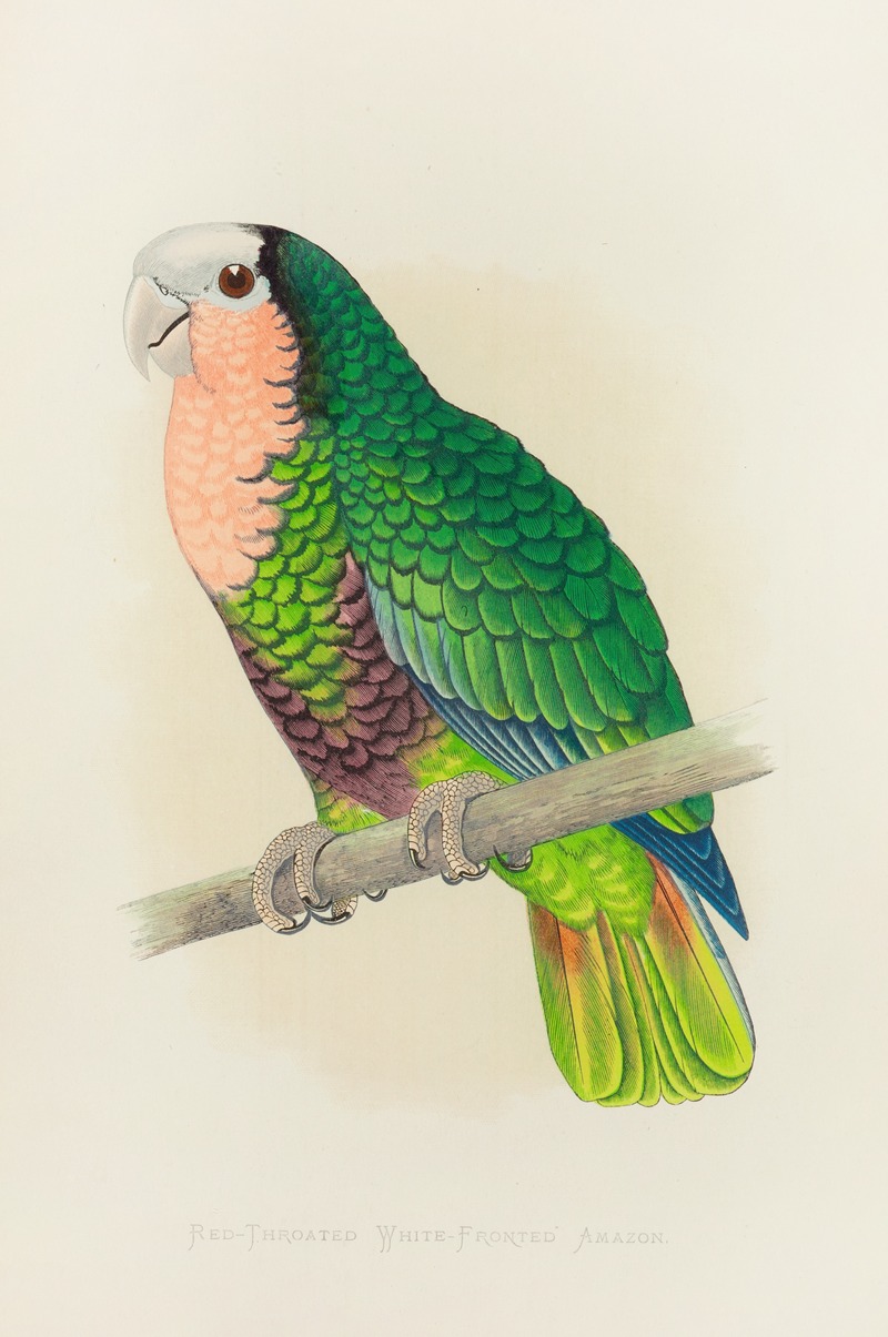 Alexander Francis Lydon - Cuban Parrot, or Red-Throated White-Headed Amazon