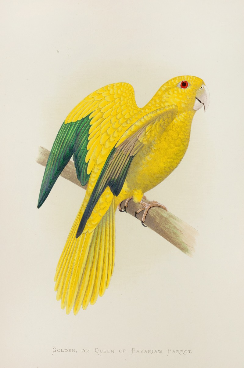 Alexander Francis Lydon - Golden, or Queen of Bavaria’s Parrot