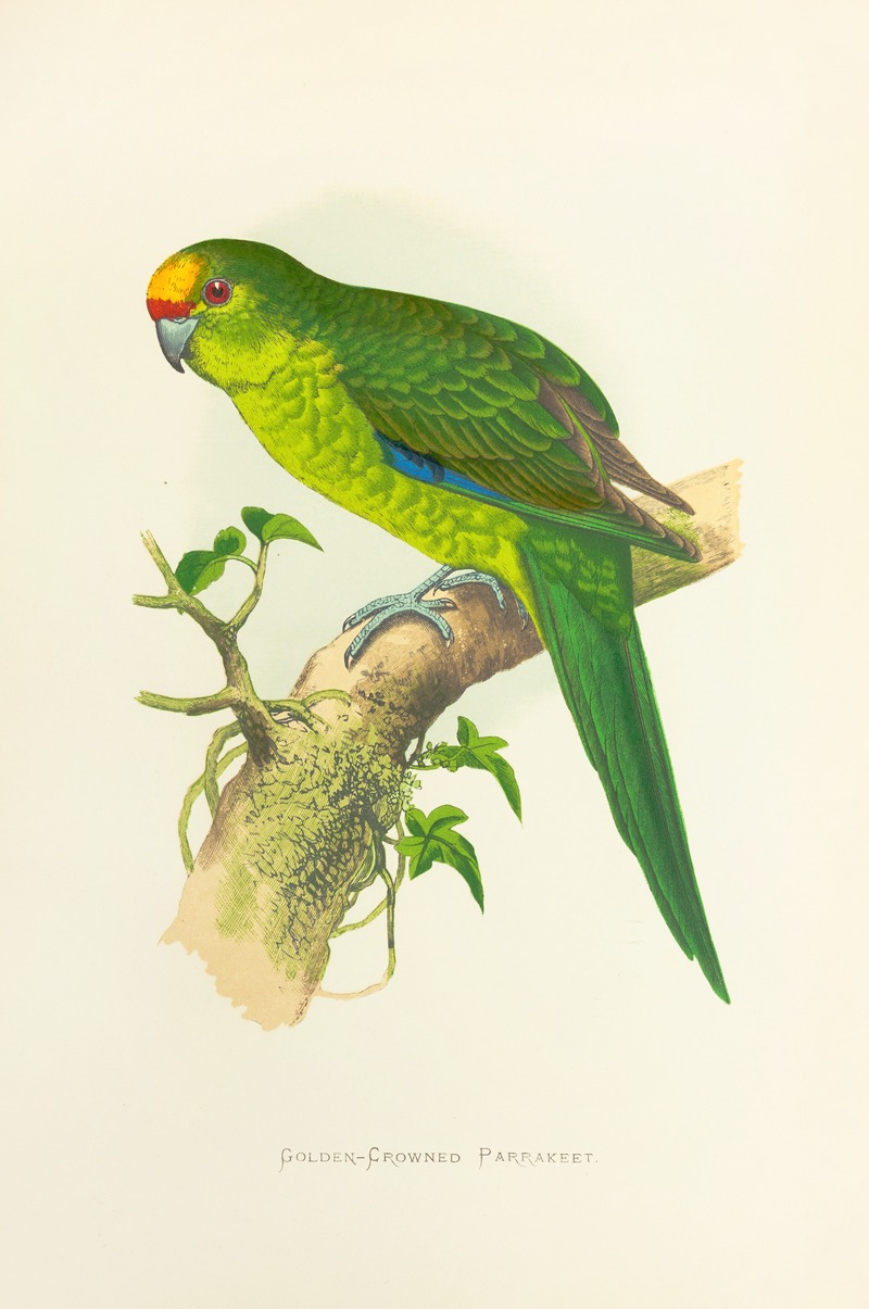 Alexander Francis Lydon - Golden-Crowned Parrakeet of New Zealand