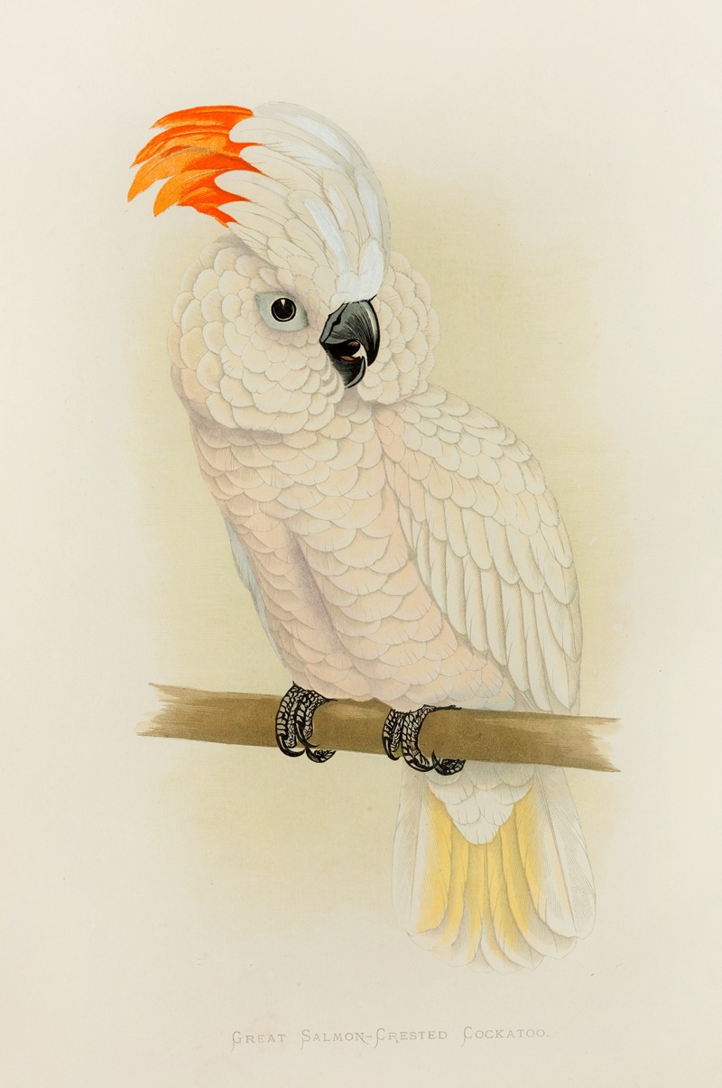 Alexander Francis Lydon - Great Salmon-Crested Cockatoo