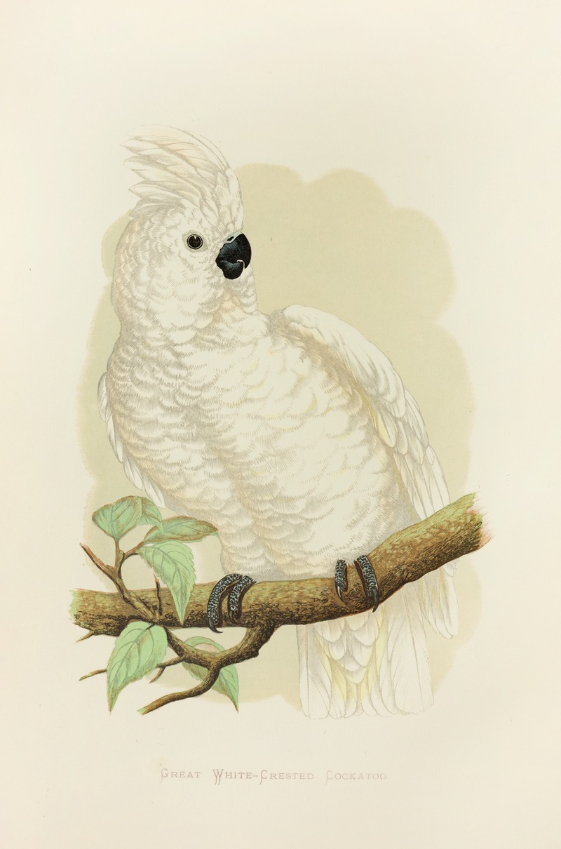 Alexander Francis Lydon - Great White-Crested Cockatoo