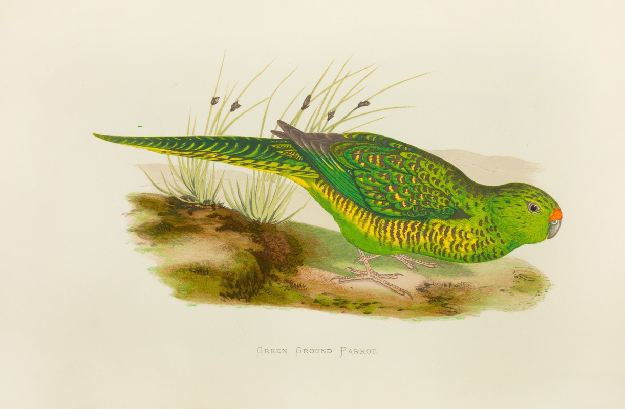 Alexander Francis Lydon - Green Ground Parrot