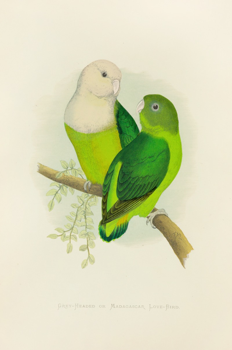 Alexander Francis Lydon - Grey-Headed or Madagascar Love-Bird