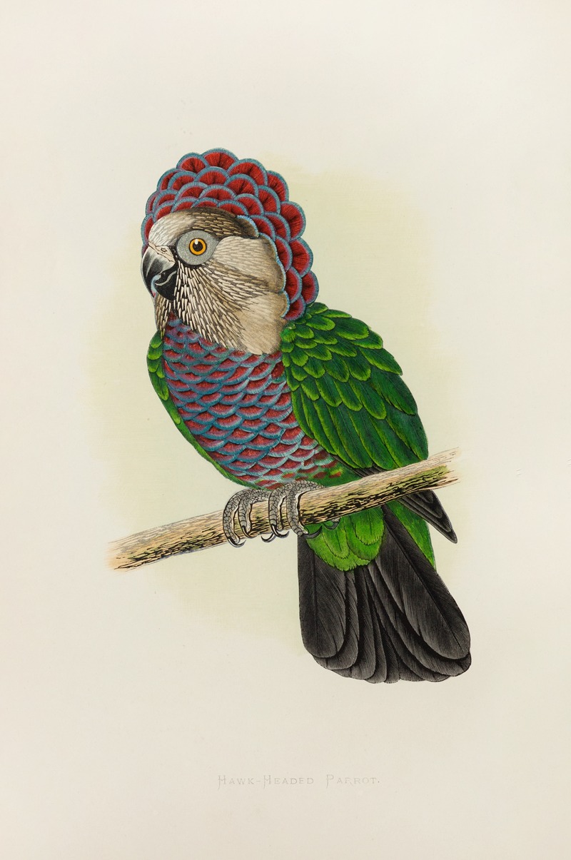 Alexander Francis Lydon - Hawk-Headed or Ruffed Parrot