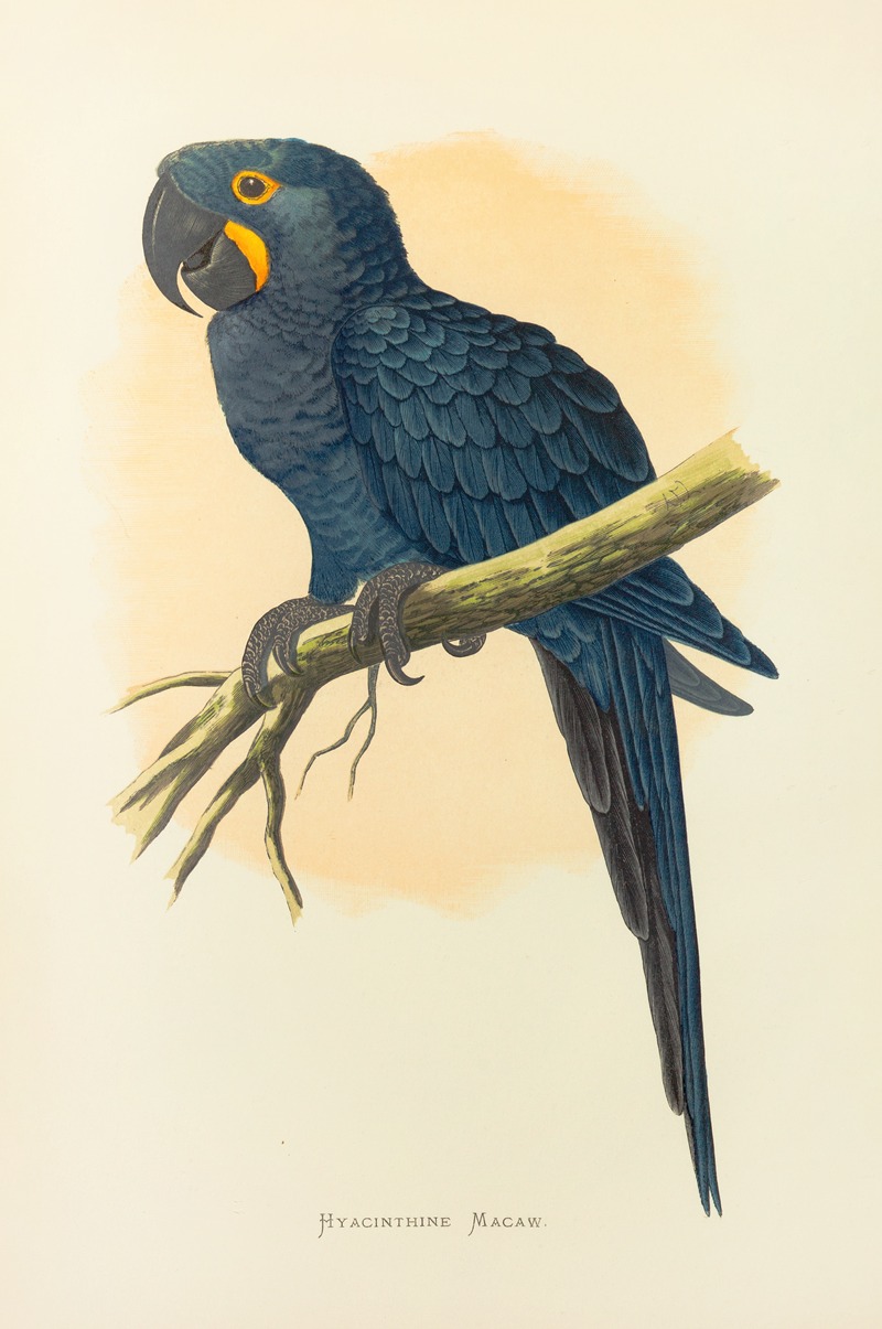 Alexander Francis Lydon - Hyacinthine Macaw