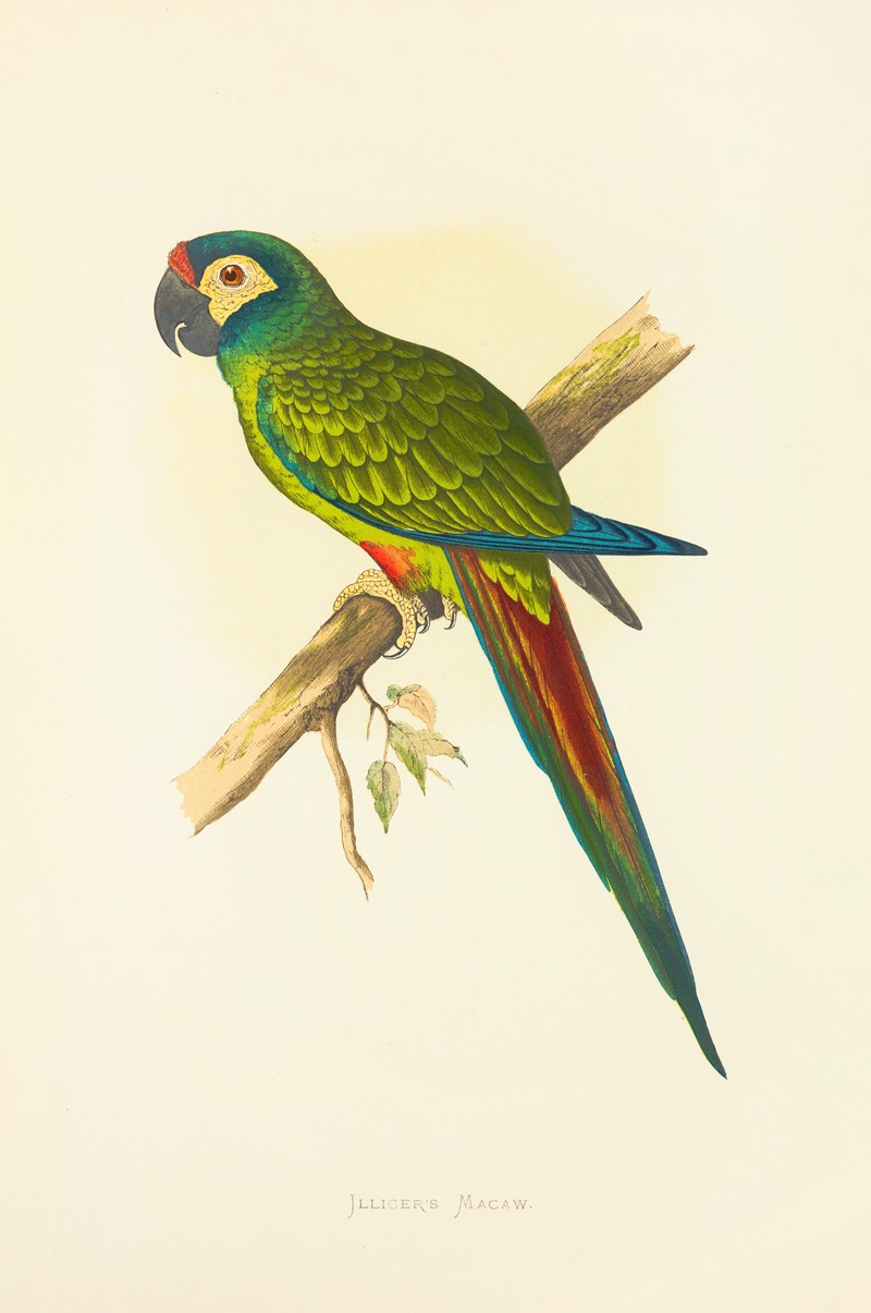 Alexander Francis Lydon - Illiger’s Macaw