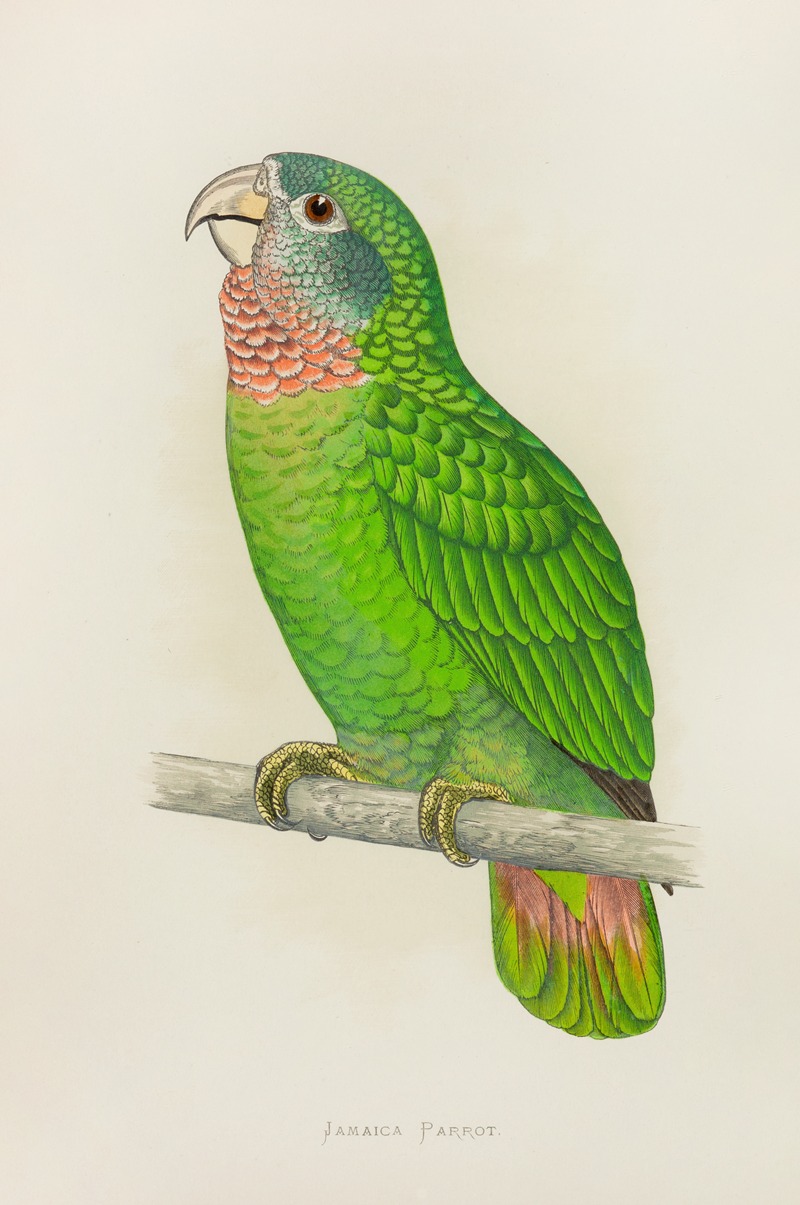 Alexander Francis Lydon - Jamaica Parrot, or White-Fronted Amazon