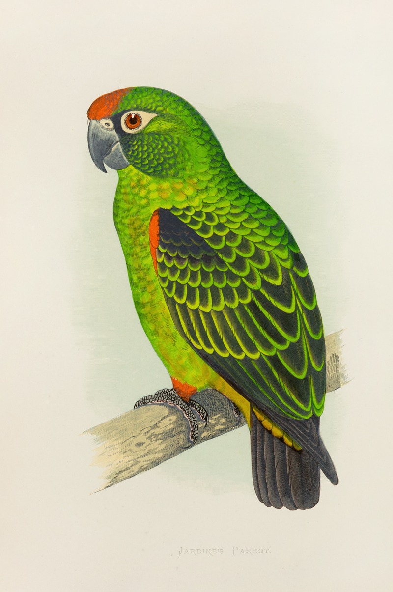 Alexander Francis Lydon - Jardine’s Parrot