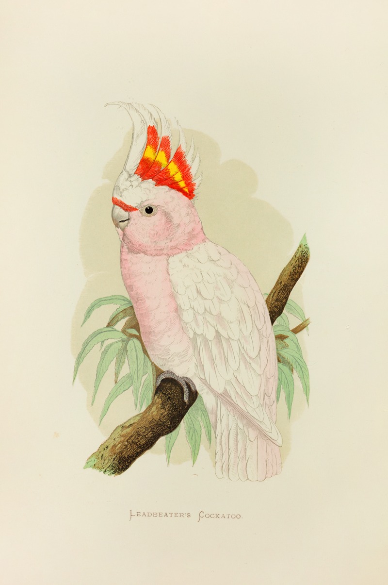 Alexander Francis Lydon - Leadbeater’s Cockatoo