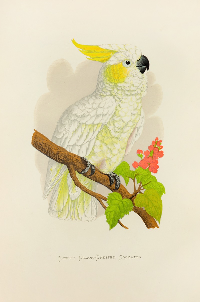 Alexander Francis Lydon - Lesser Lemon-Crested Cockatoo