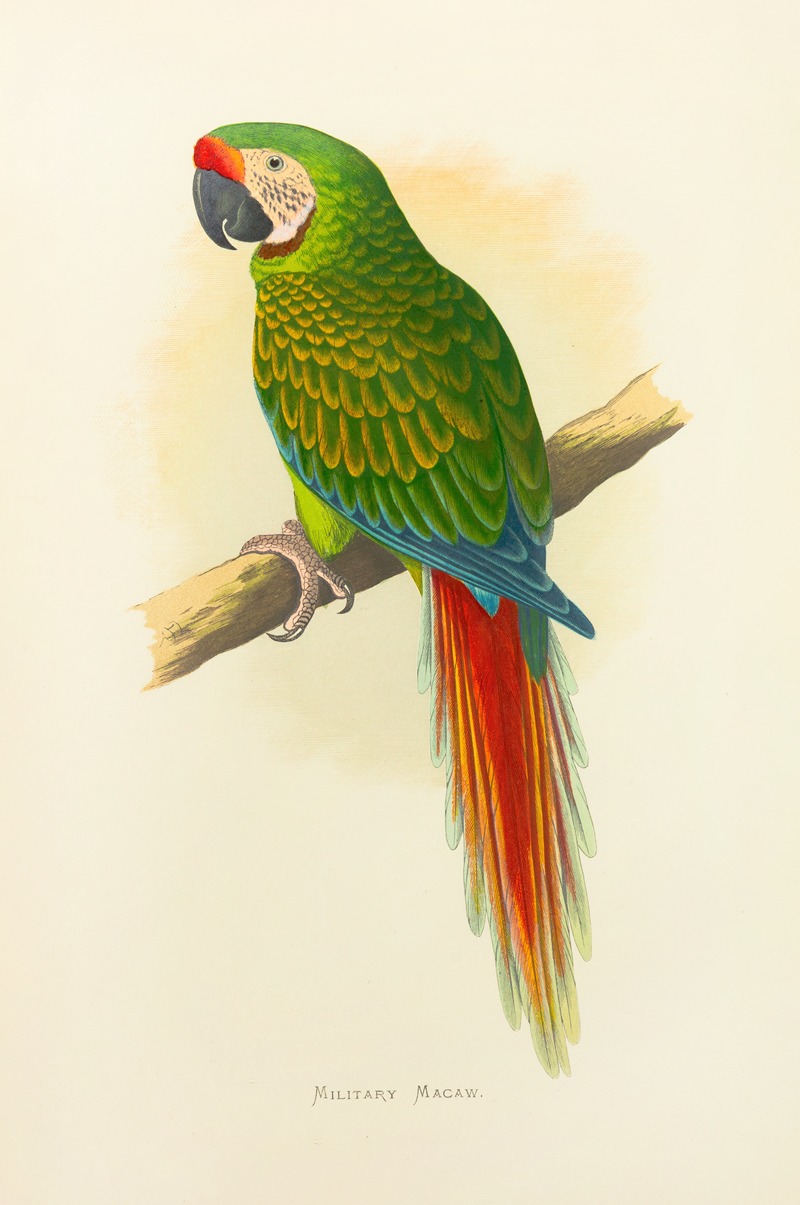 Alexander Francis Lydon - Military Macaw