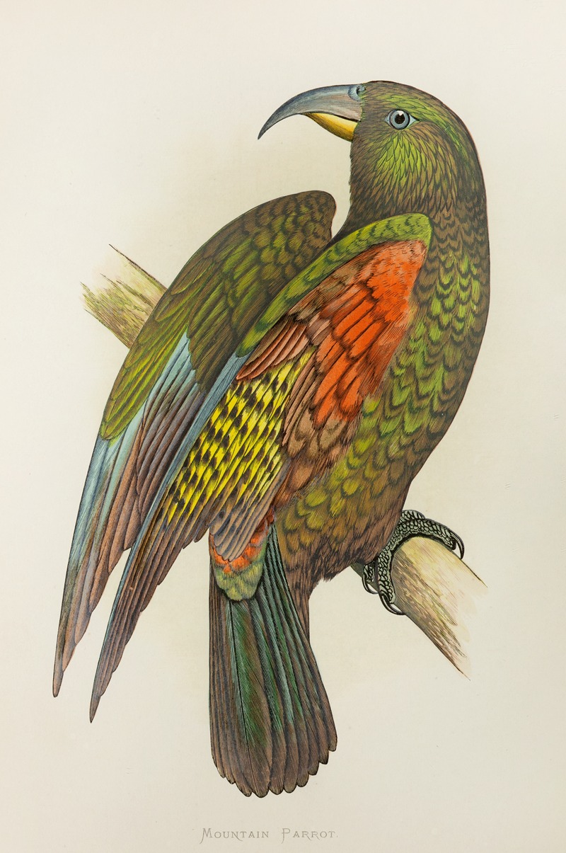 Alexander Francis Lydon - Mountain Parrot of New Zealand, or Kea