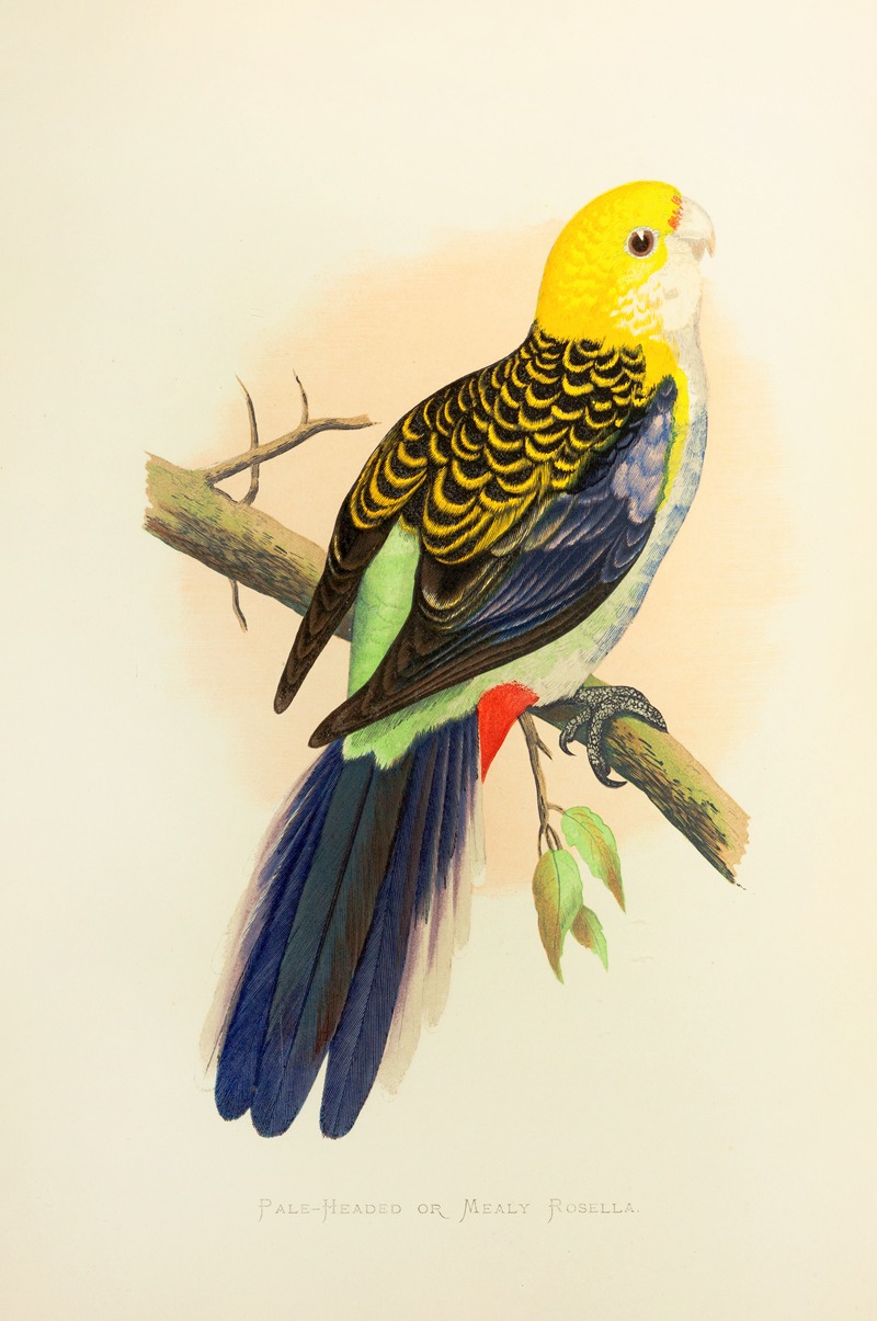 Alexander Francis Lydon - Pale-Headed or Mealy Rosella