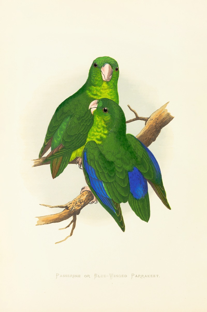 Alexander Francis Lydon - Passerine or Blue-Winged Parrakeet