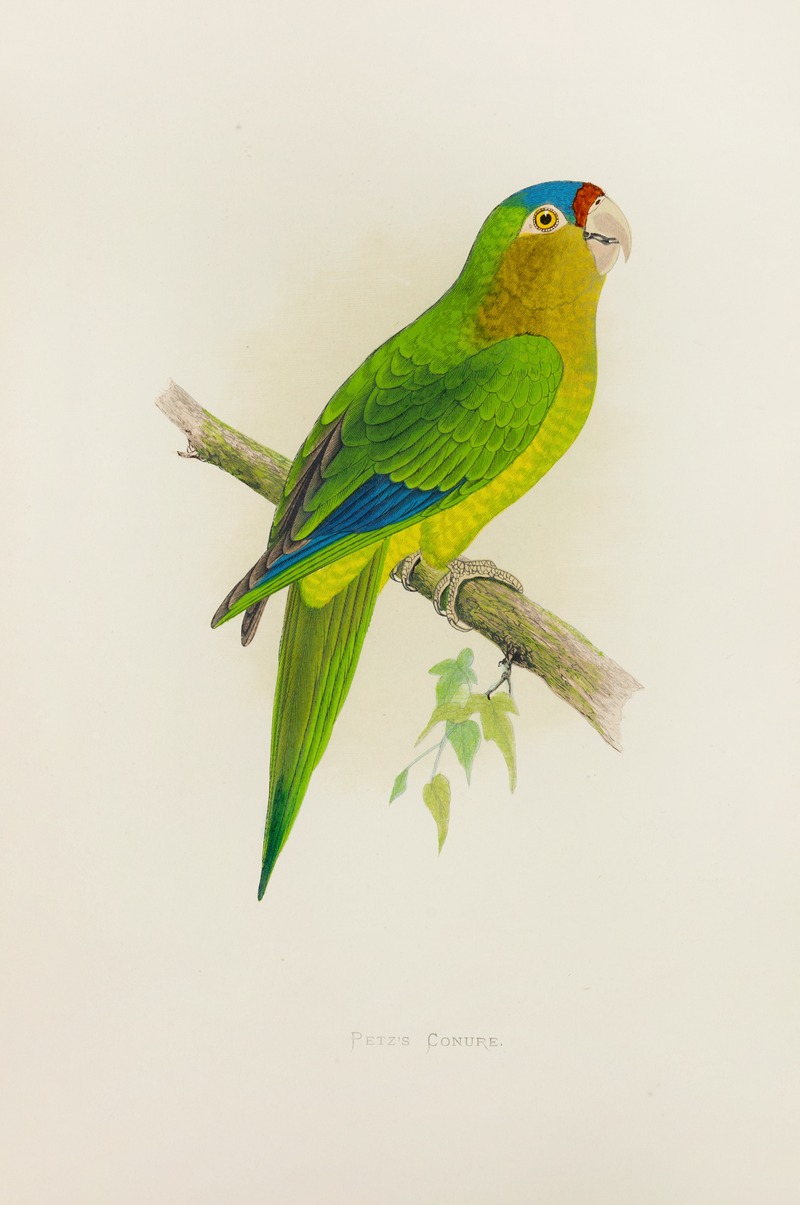 Alexander Francis Lydon - Petz’s Conure