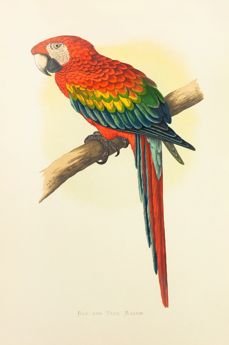 Alexander Francis Lydon - Red and Blue Macaw