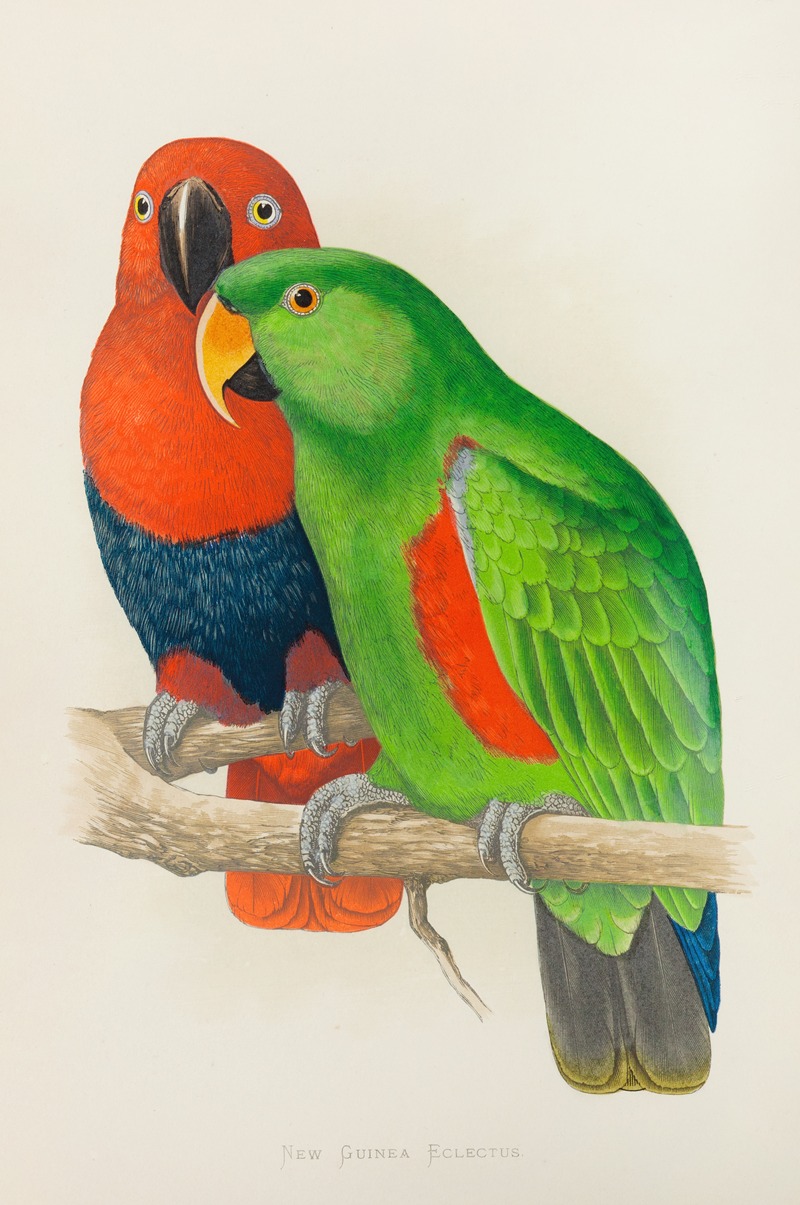 Alexander Francis Lydon - Red-Sided or New Guinea Eclectus