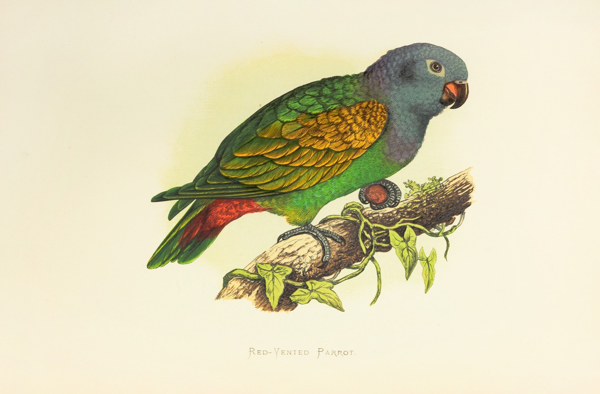 Alexander Francis Lydon - Red-Vented Parrot
