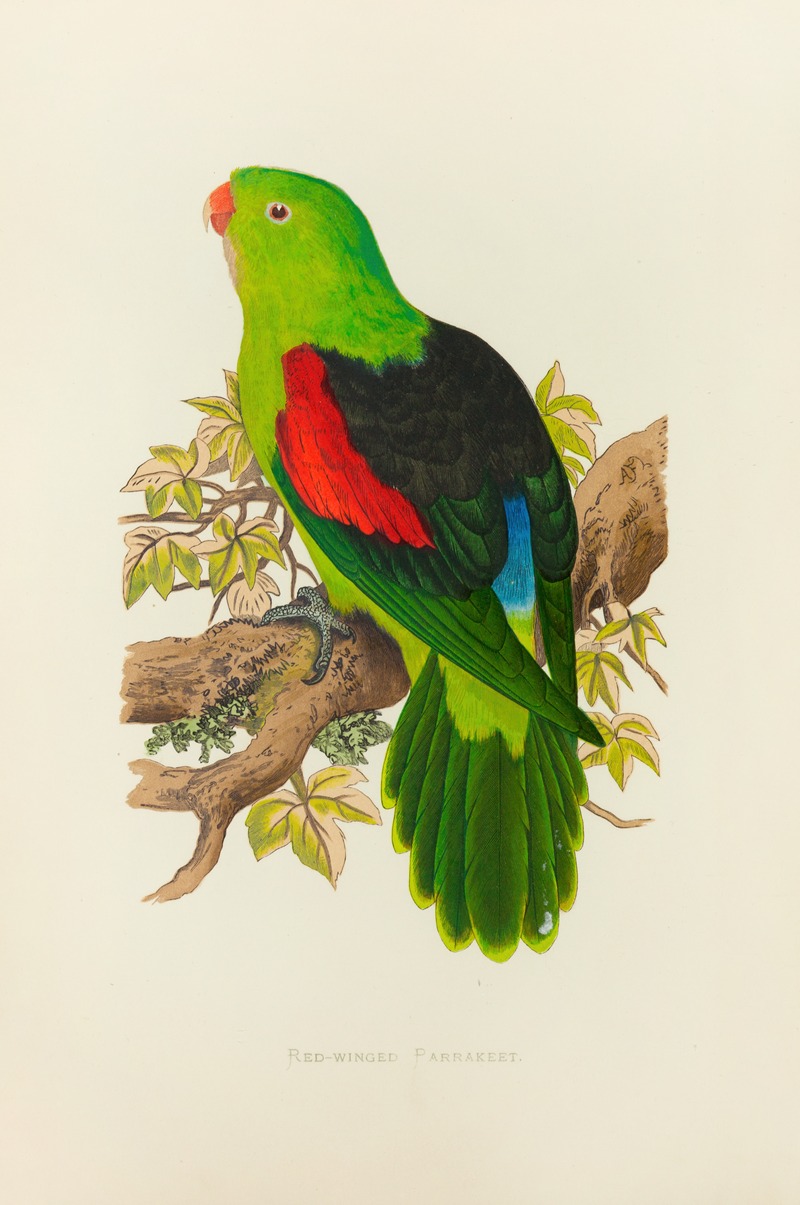 Alexander Francis Lydon - Red-Winged Parrakeet