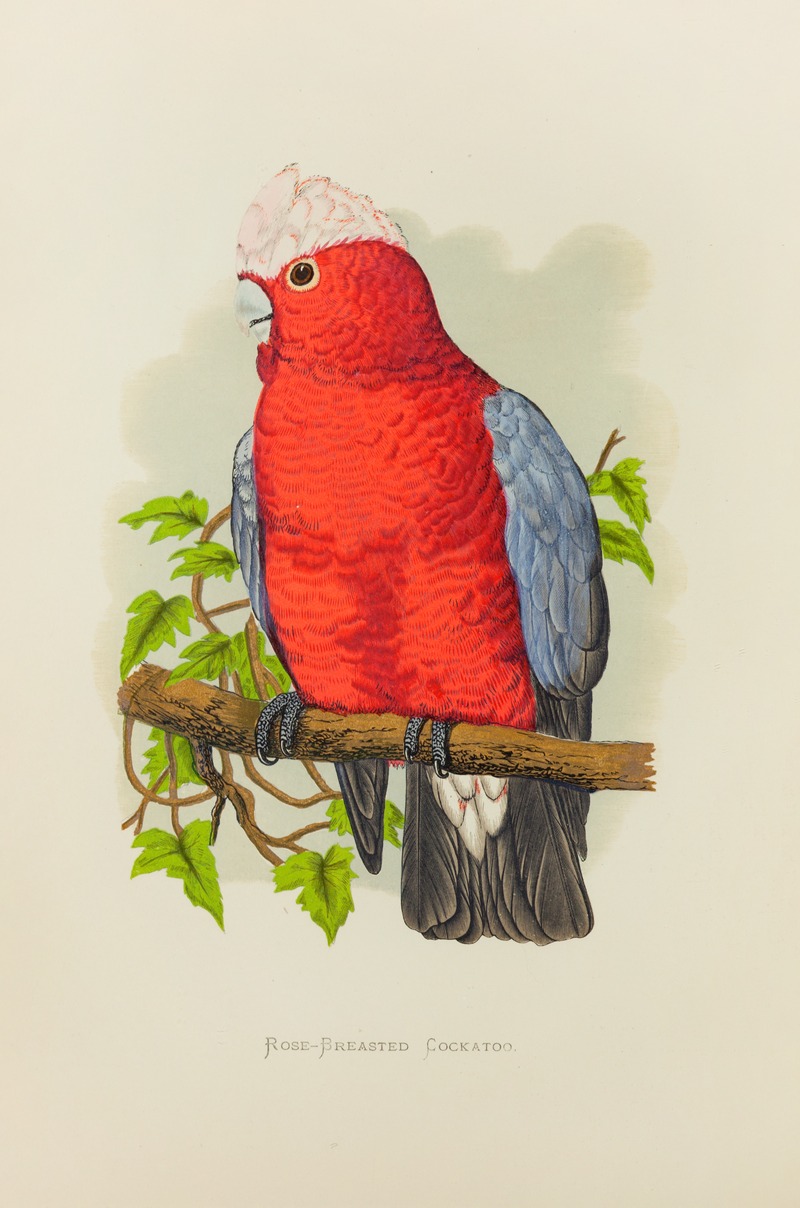 Alexander Francis Lydon - Rose-Breasted Cockatoo