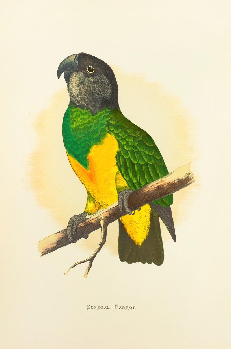 Alexander Francis Lydon - Senegal Parrot