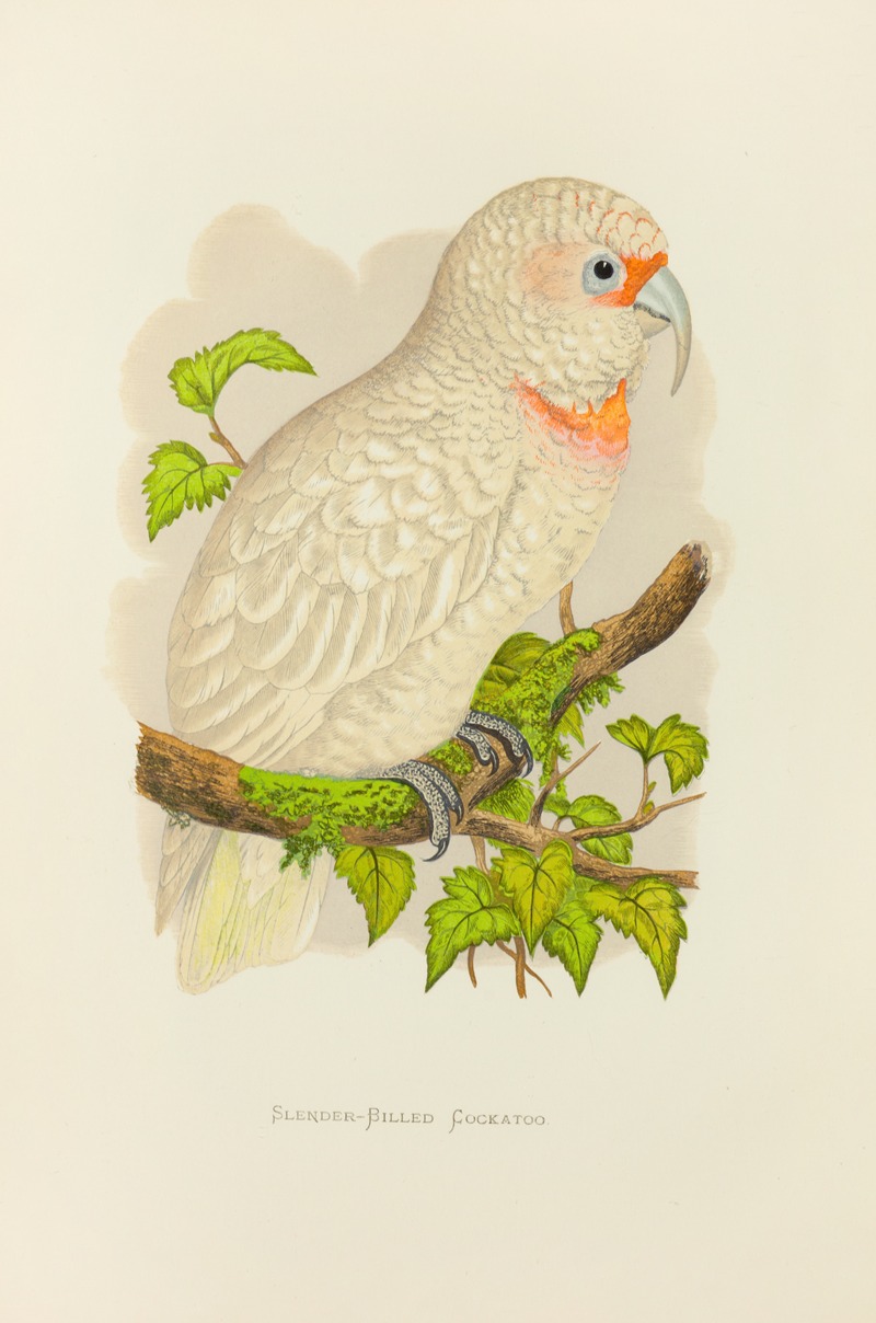 Alexander Francis Lydon - Slender-Billed Cockatoo