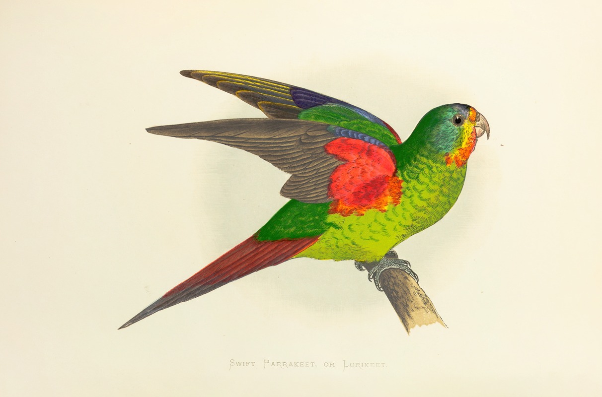 Alexander Francis Lydon - Swift Parrakeet, or Lorikeet