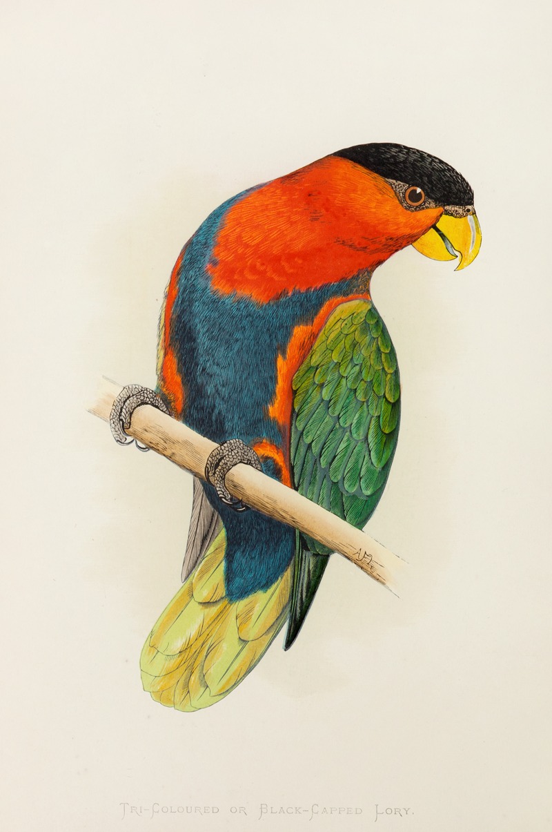 Alexander Francis Lydon - Tri-Coloured or Black-Capped Lory