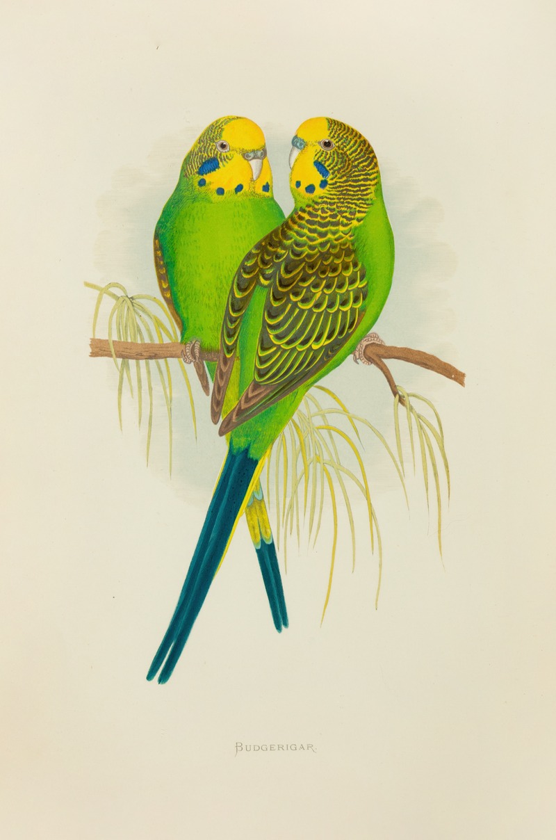 Alexander Francis Lydon - Undulated Grass Parrakeet, or Budgerigar