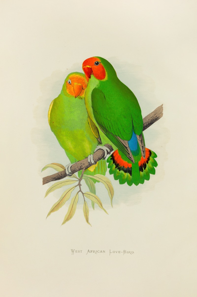 Alexander Francis Lydon - West African Love-Bird