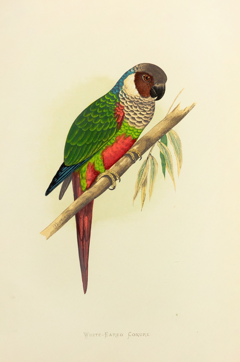 Alexander Francis Lydon - White-Eared Conure