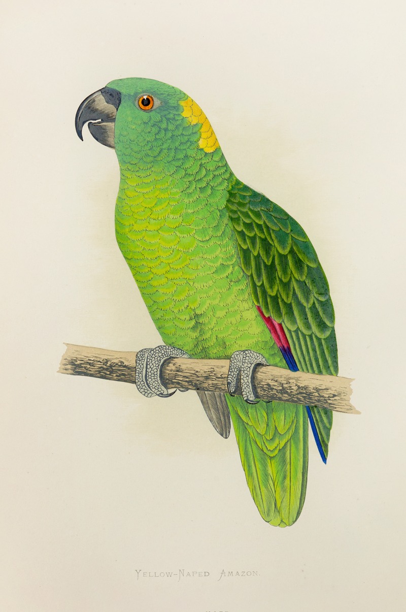 Alexander Francis Lydon - Yellow-Naped Amazon