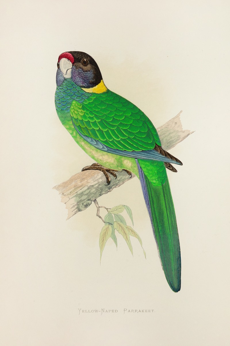 Alexander Francis Lydon - Yellow-Naped Parrakeet