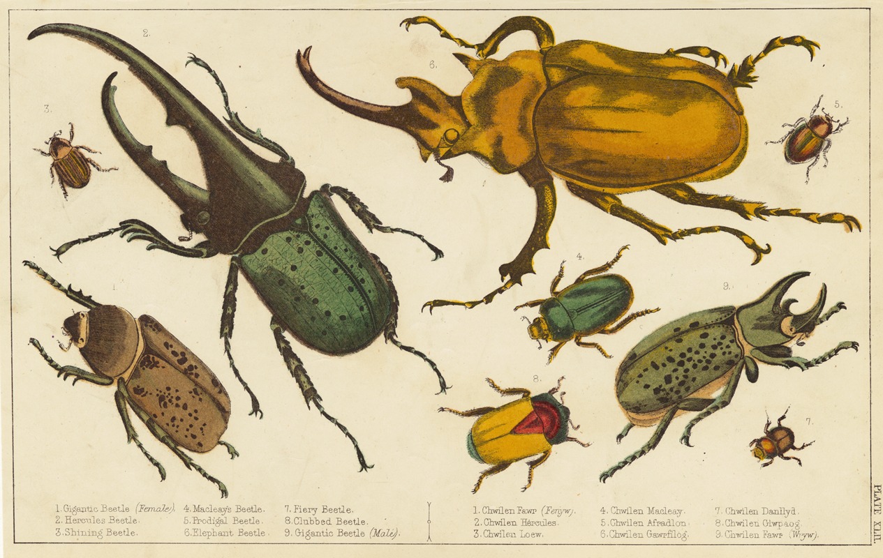 Anonymous - Various kinds of beetles