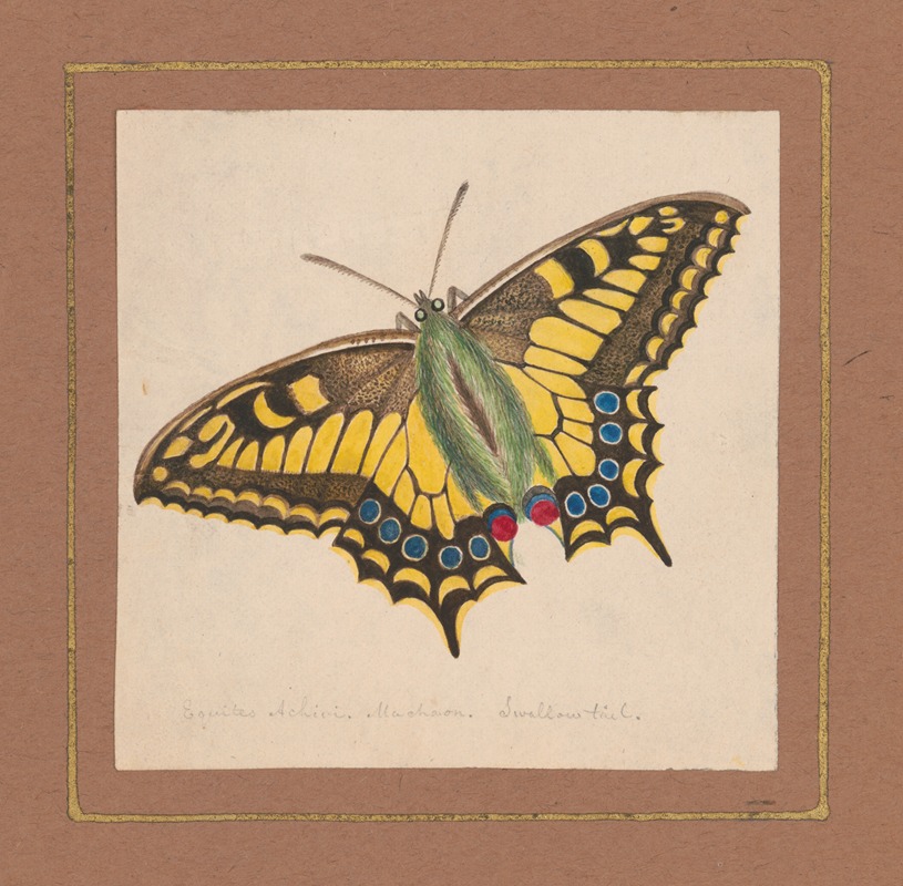 William Wood Thackara - Equites Achivi Machaon Swallowtail