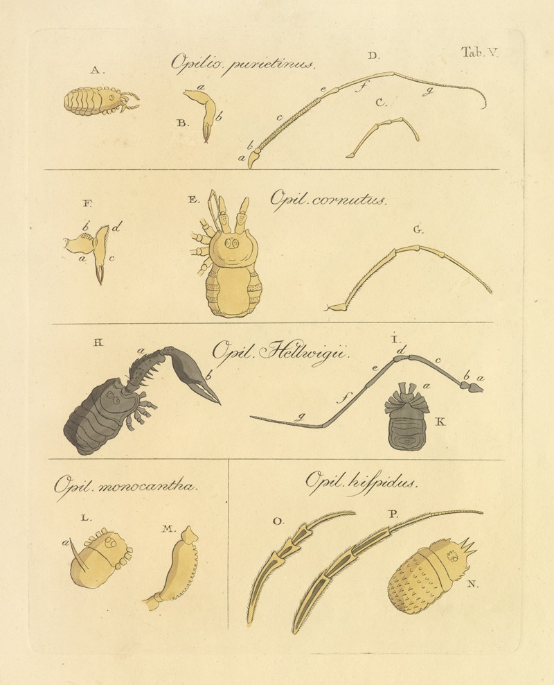 Johann Friedrich Wilhelm Herbst - Natursystem der ungeflügelten insekten Pl.11