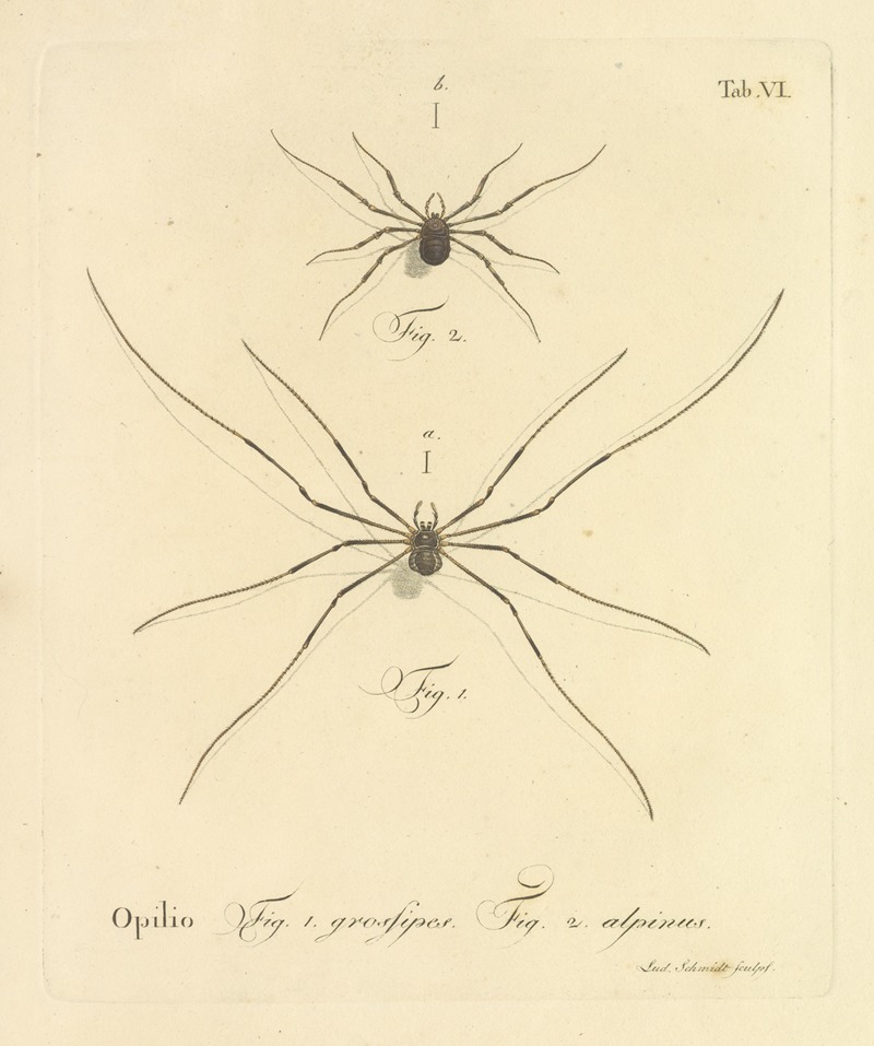 Johann Friedrich Wilhelm Herbst - Natursystem der ungeflügelten insekten Pl.12