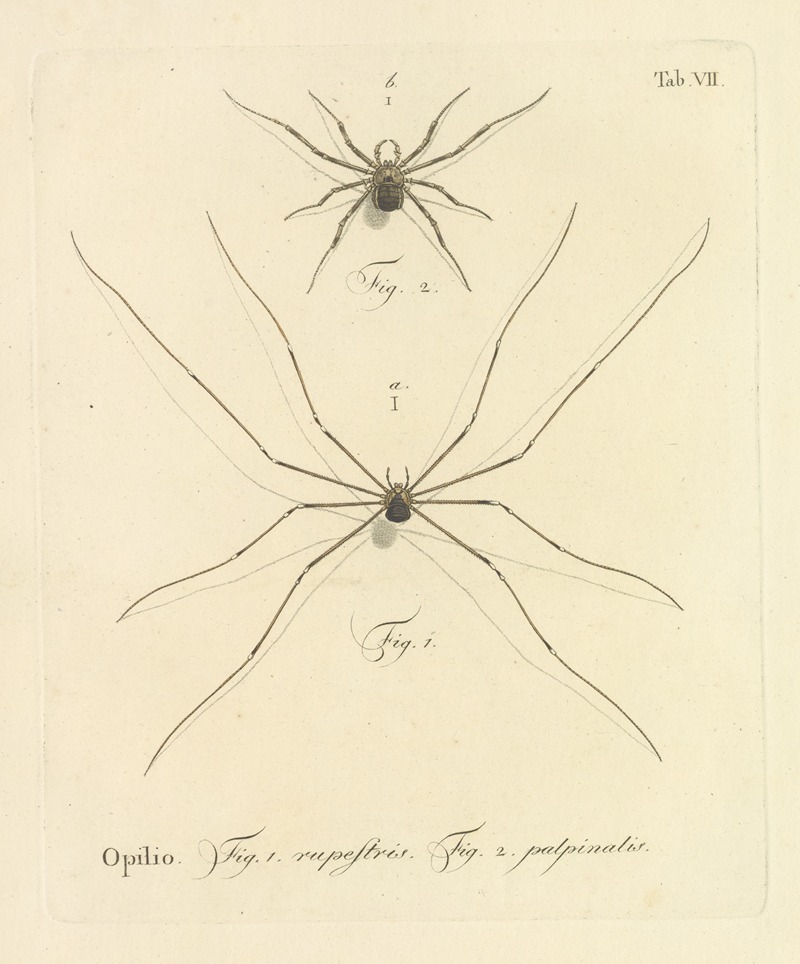 Johann Friedrich Wilhelm Herbst - Natursystem der ungeflügelten insekten Pl.13