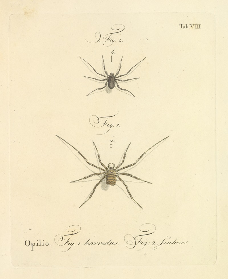 Johann Friedrich Wilhelm Herbst - Natursystem der ungeflügelten insekten Pl.14