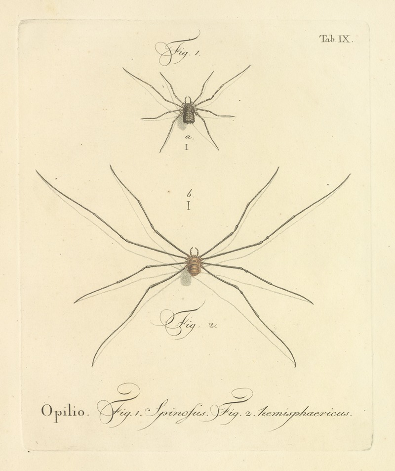 Johann Friedrich Wilhelm Herbst - Natursystem der ungeflügelten insekten Pl.15