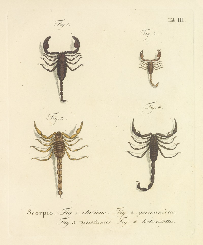 Johann Friedrich Wilhelm Herbst - Natursystem der ungeflügelten insekten Pl.19