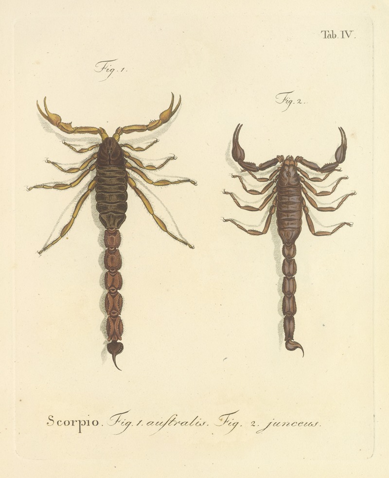 Johann Friedrich Wilhelm Herbst - Natursystem der ungeflügelten insekten Pl.20