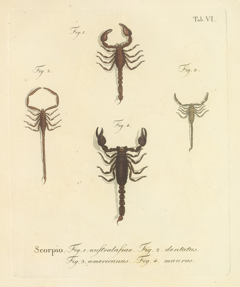 Johann Friedrich Wilhelm Herbst - Natursystem der ungeflügelten insekten Pl.22