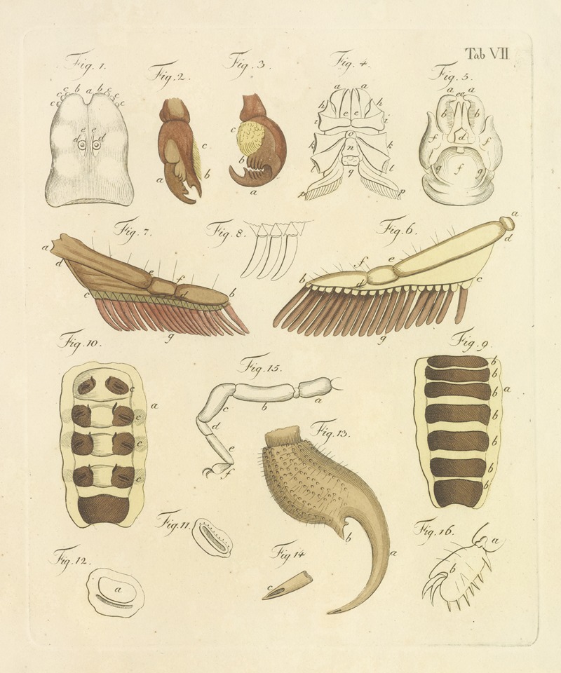 Johann Friedrich Wilhelm Herbst - Natursystem der ungeflügelten insekten Pl.23