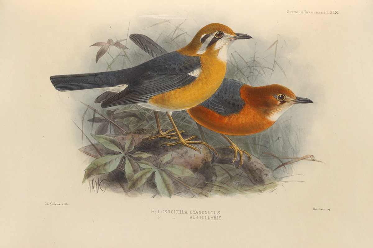 Henry Seebohm - Geocichla Cyanonotus, Geocichla Albogularis