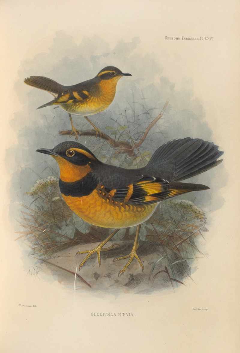 Henry Seebohm - Geocichla Naevia