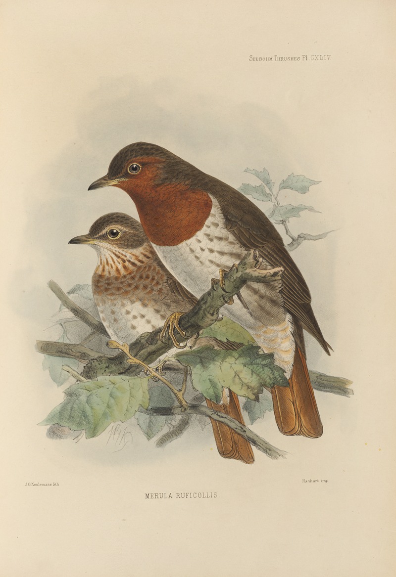 Henry Seebohm - Merula Ruficollis