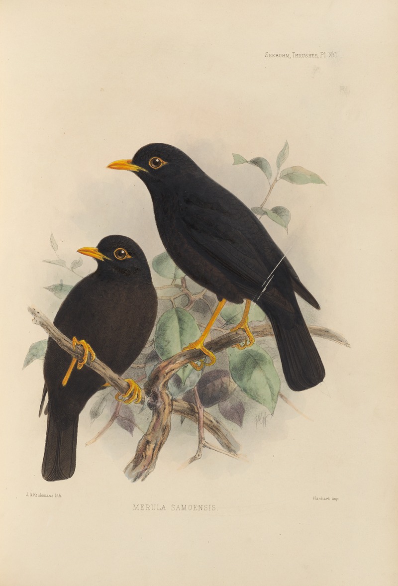 Henry Seebohm - Merula Samoensis