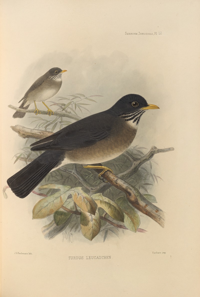 Henry Seebohm - Turdus Leucauchen